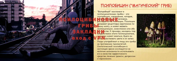 прущие грибы Магас